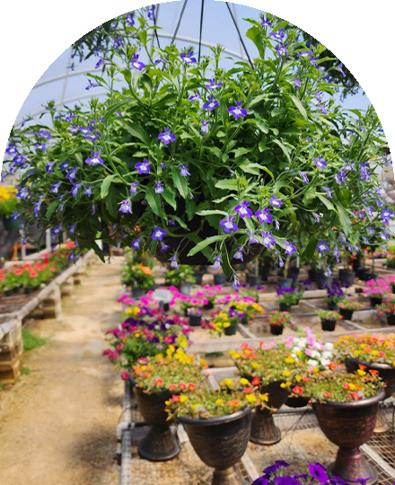 Every-Occasion-Image-01