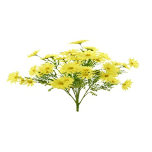 Yellow Daisy Bush