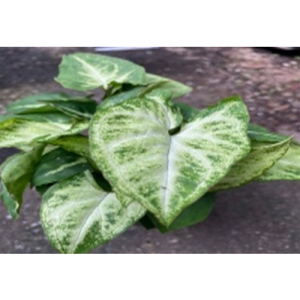 NEPHTHYTIS BUTTERFLY