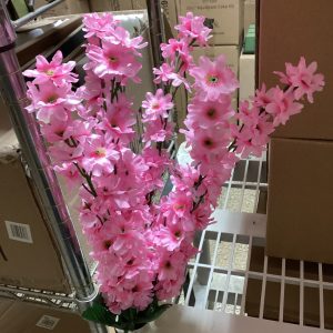 Tall Frame Loosestrife Bush x 6