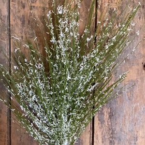 26-inch Long Needle Blizzard Pine