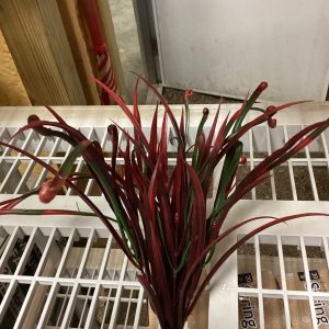 Burgandy Grass