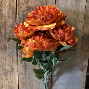 Brat Zilla peony bush