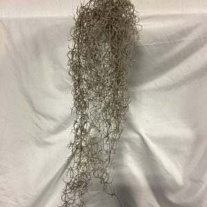 Hanging Spanish moss vine