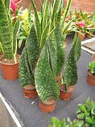 Sansevieria