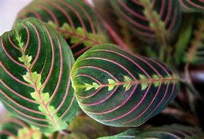 Maranta
