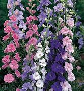Larkspur