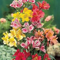 Alstromeria
