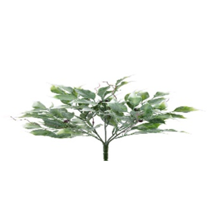 Ficus Bush