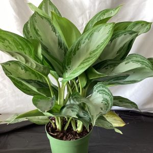 Aglaonema