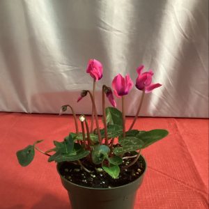 Cyclamen