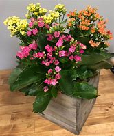 Kalanchoe