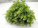 Lepidium Green Dragon 80 cm