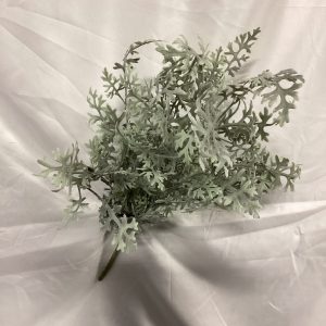 Dusty Miller Bush