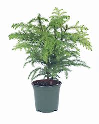 Variation #8032 of Norfolk Island Pine