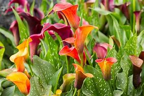 Calla Lily