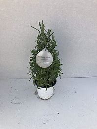 Variation #8046 of Lavender Tree