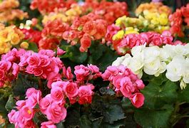 Rieger Begonia