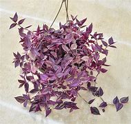 Tradescantia Zebrina Purple