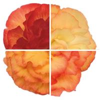 Tuberous Begonia