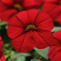 Calibrachoa