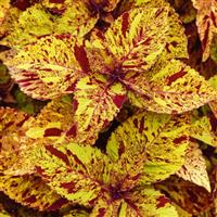 Coleus