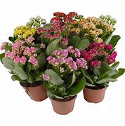 Variation #8492 of Calandiva