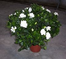 Gardenia