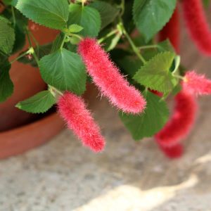 Acalypha Firetail