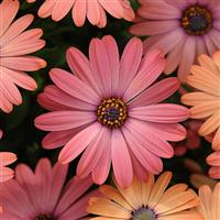 Osteospermum