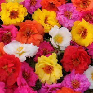 Portulaca