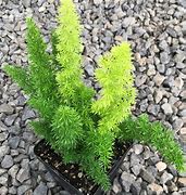 Asparagus Fern