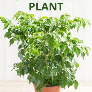 Variation #8801 of China Doll