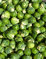 Brussel Sprout Jade E