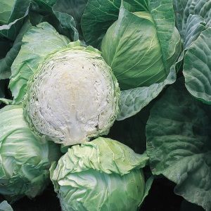 Cabbage