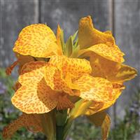 Canna Cannova Golden Leopard