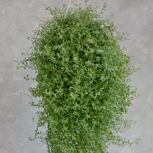 Helichrysum Silver Star