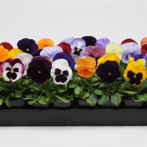 Pansy