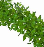 Green Similax Garland