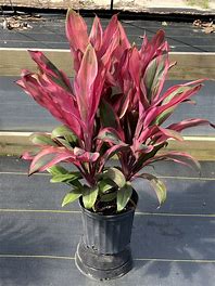 Cordyline