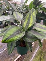 Variation #8909 of Calathea