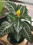 Aphelandra Zebra