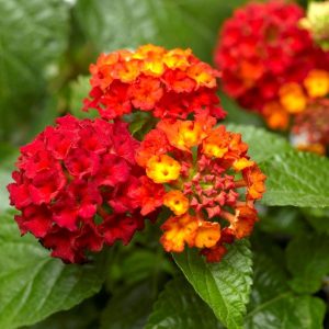 Lantana