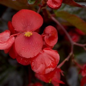 Begonia