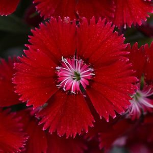 Dianthus