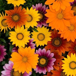 Gazania