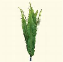 Sword Fern