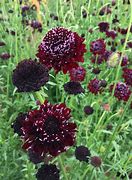 Scabiosa