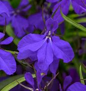 Lobelia