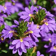 Scaevola